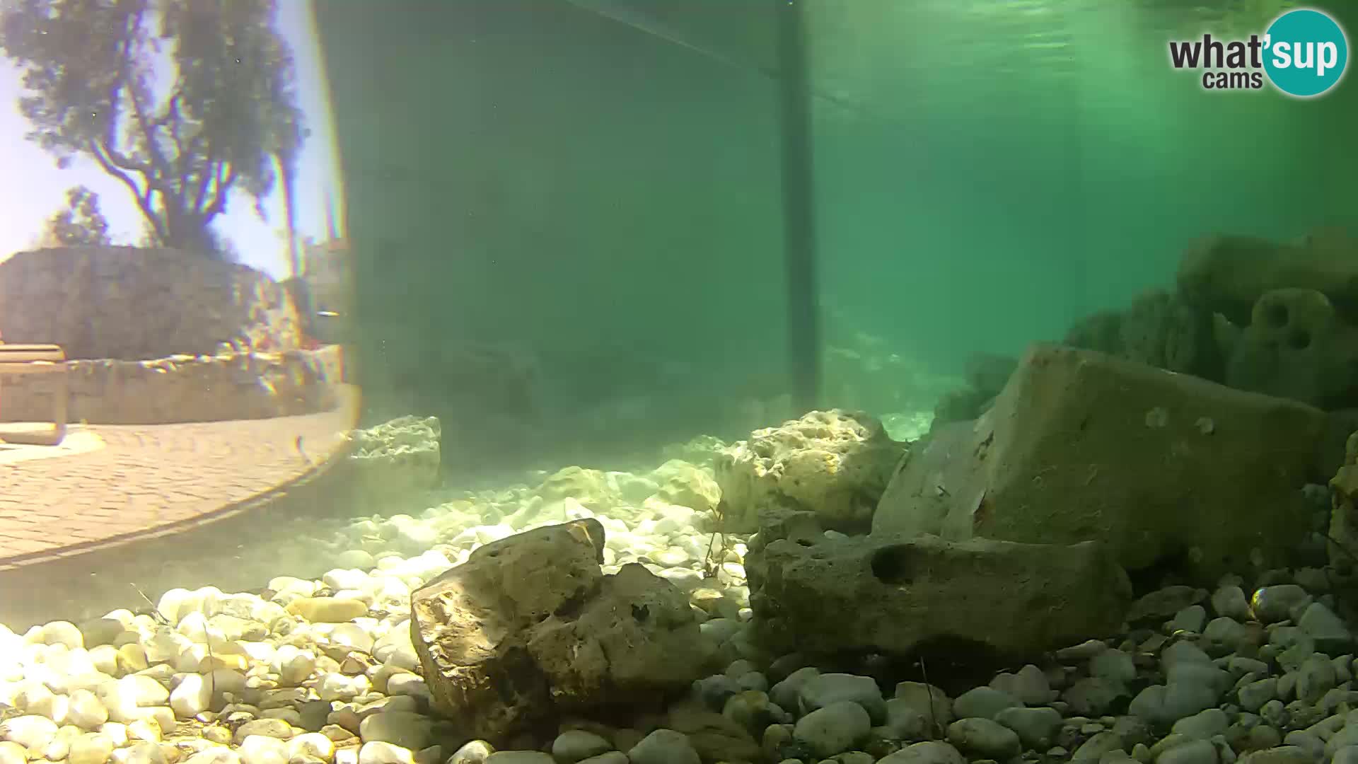 Webcam de l’aquarium marin extérieur de Rogoznica Croatie