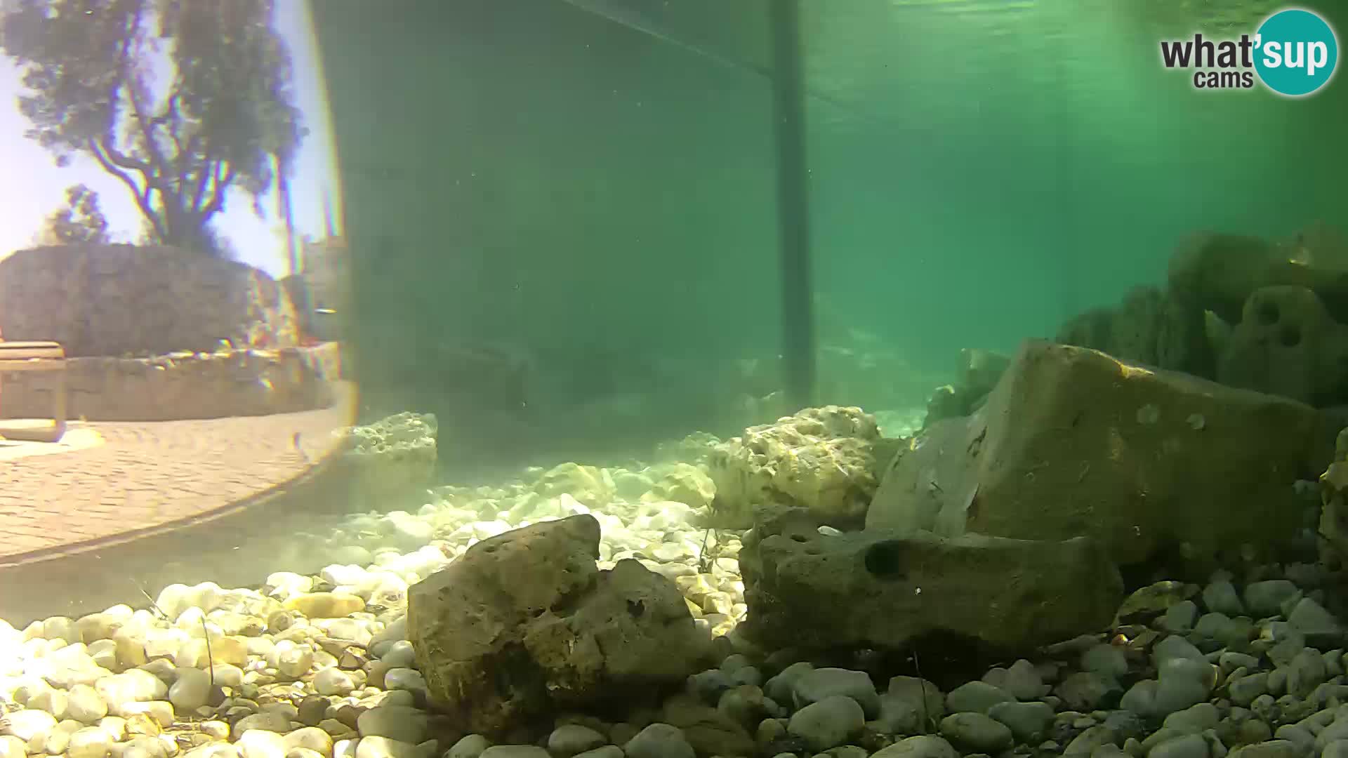 Zunanji morski akvarij Rogoznica spletna kamera Hrvaška