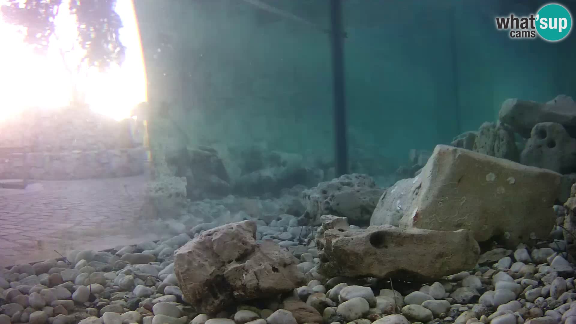 Aquario marino esterno –  Rogoznica livecam Croazia