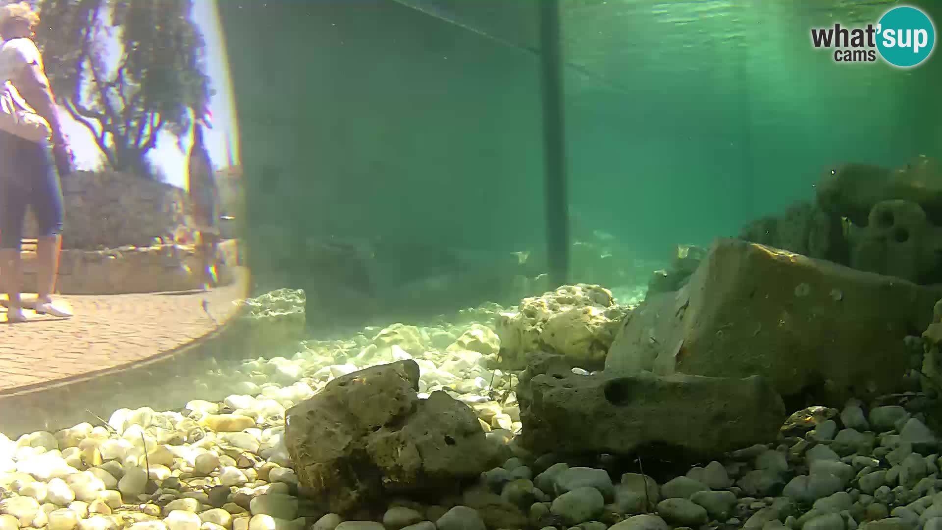 Marine Aquarium im Freien Rogoznica webcam Kroatien