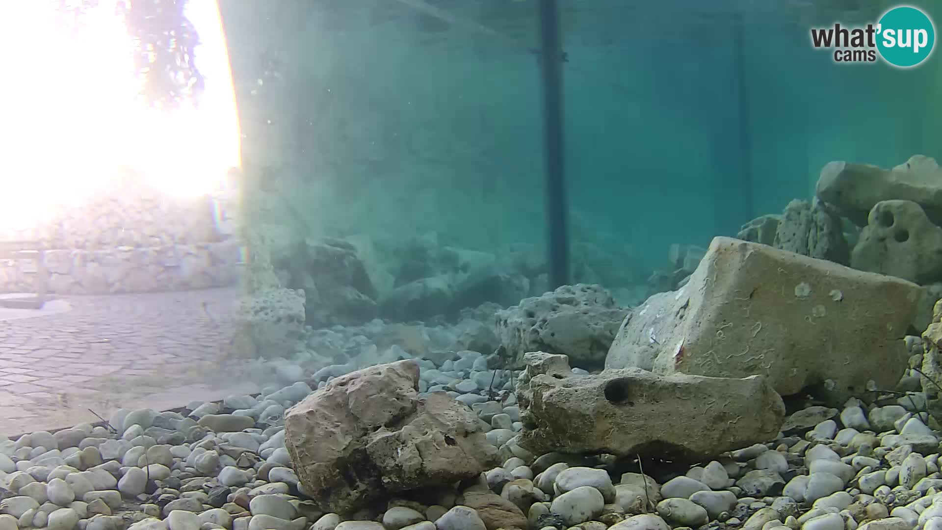 Zunanji morski akvarij Rogoznica spletna kamera Hrvaška