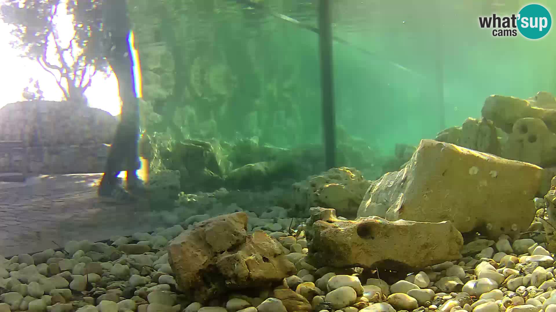 Aquario marino esterno –  Rogoznica livecam Croazia