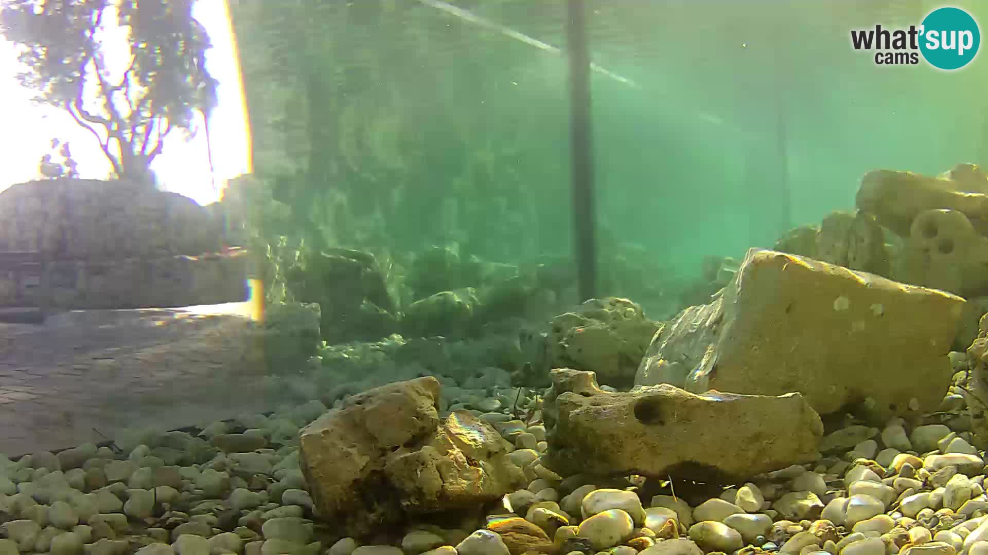 Aquario marino esterno –  Rogoznica livecam Croazia