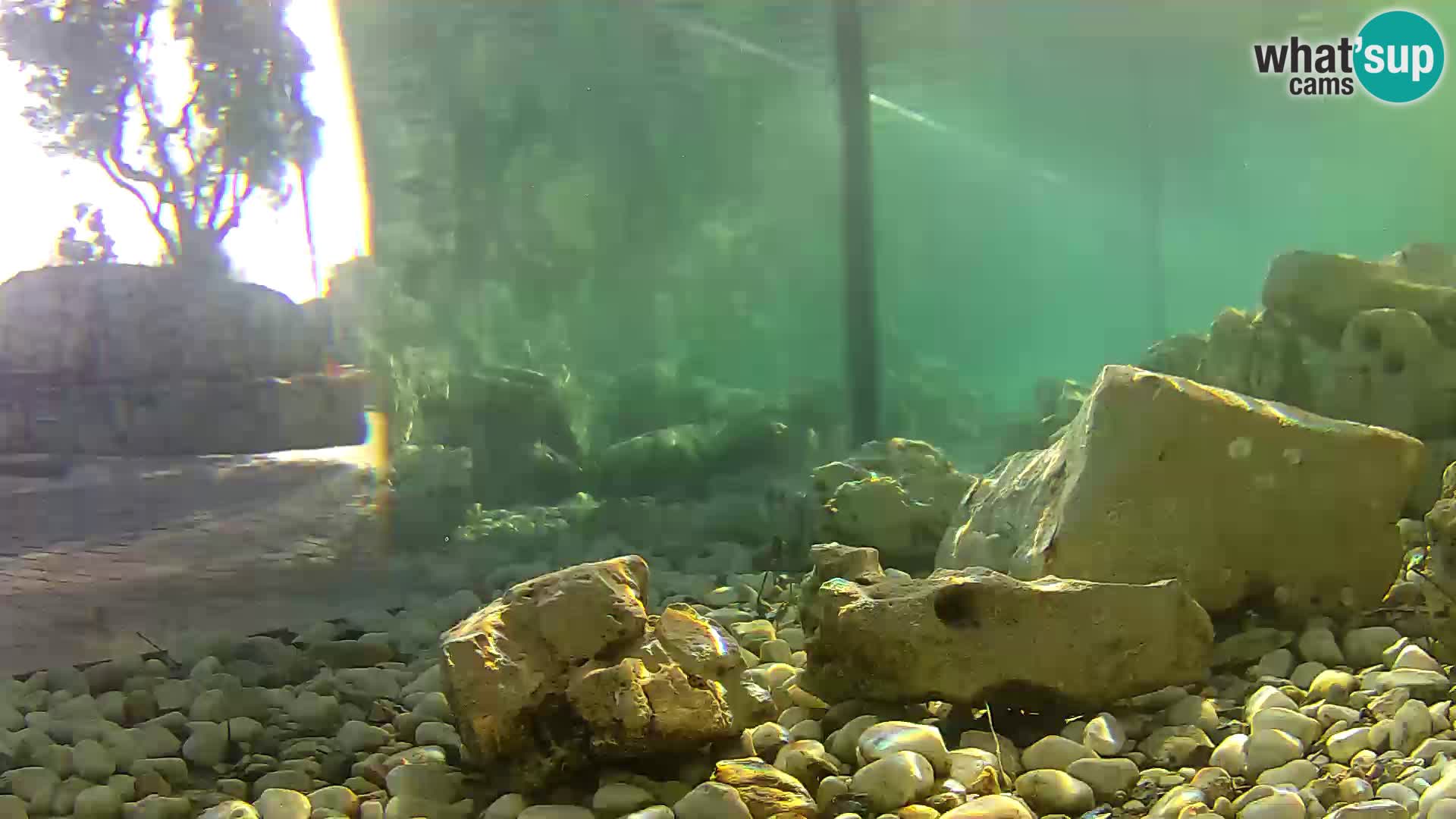 Outdoor Marine Aquarium Rogoznica webcam Croatia