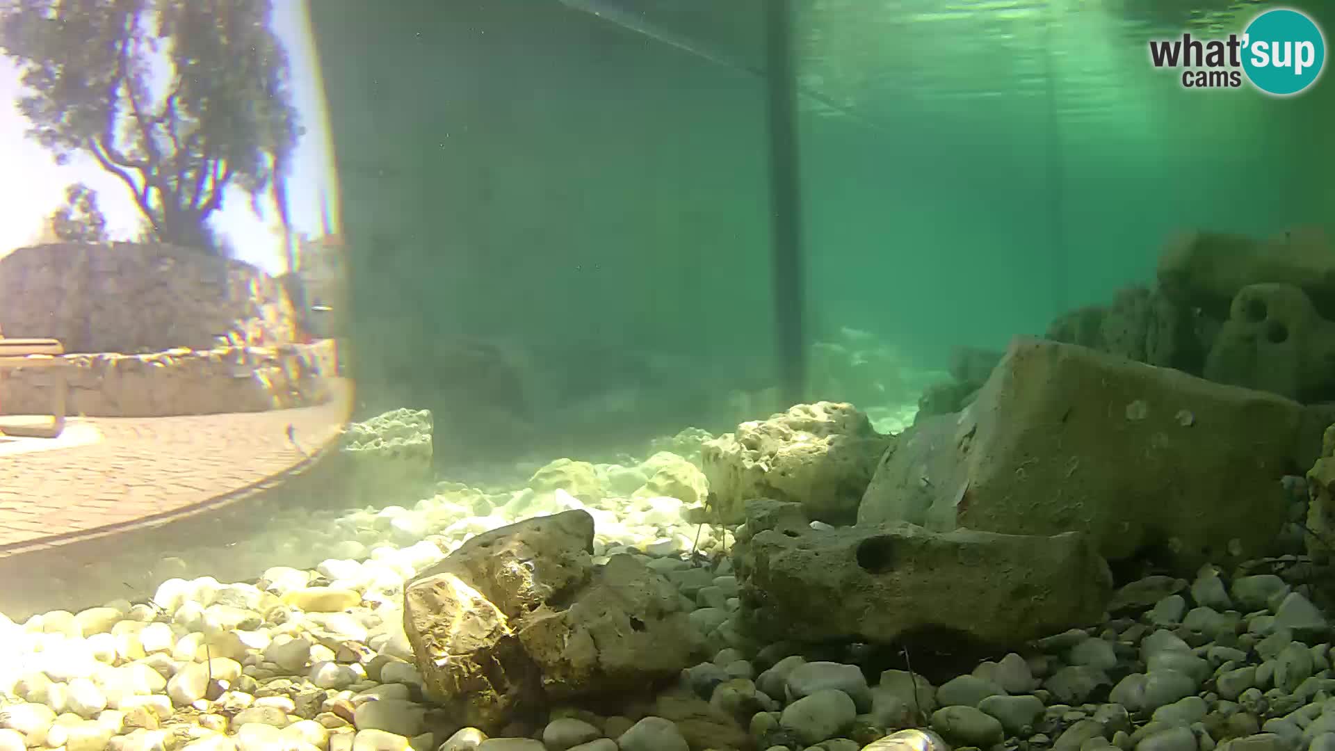 Aquario marino esterno –  Rogoznica livecam Croazia