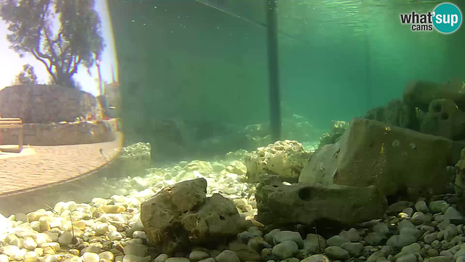 Aquario marino esterno –  Rogoznica livecam Croazia