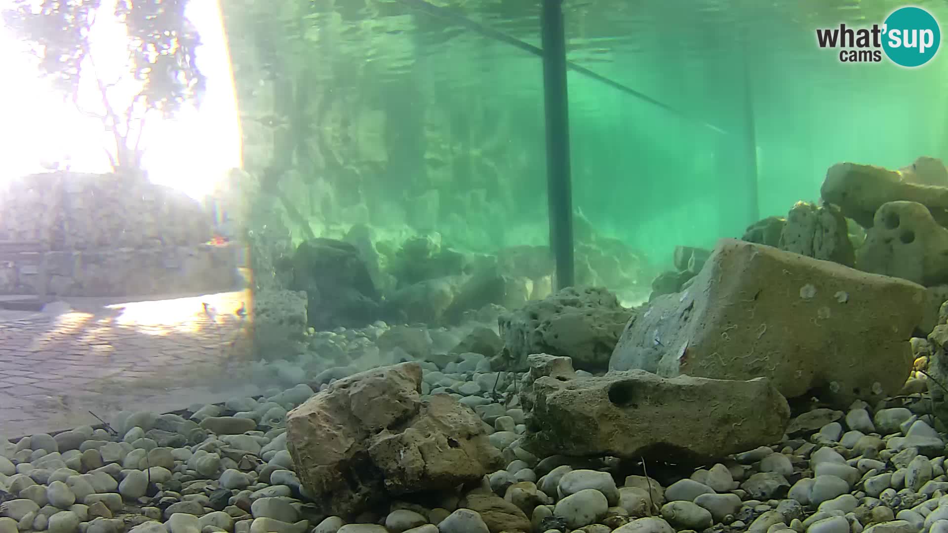 Aquario marino esterno –  Rogoznica livecam Croazia