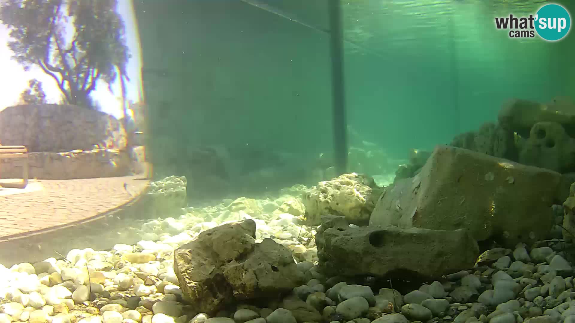 Aquario marino esterno –  Rogoznica livecam Croazia