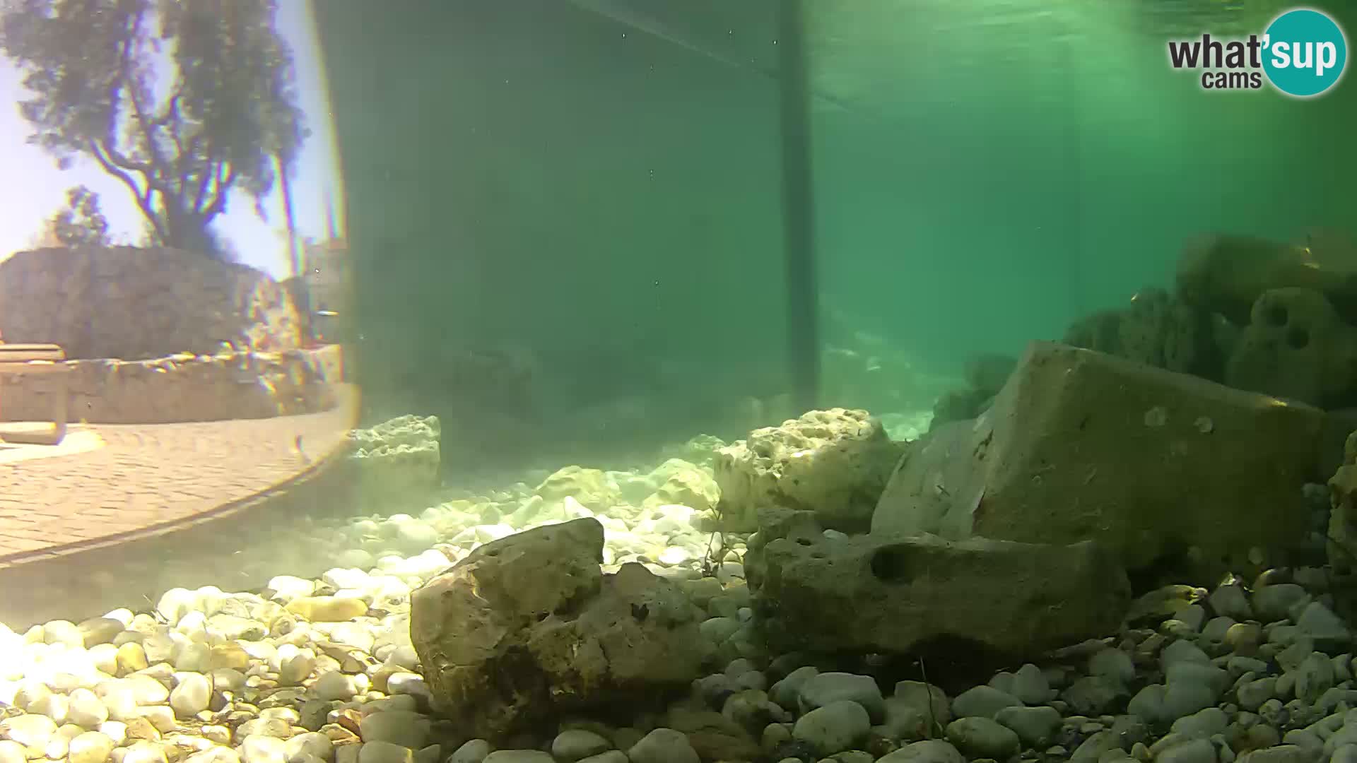 Webcam de l’aquarium marin extérieur de Rogoznica Croatie