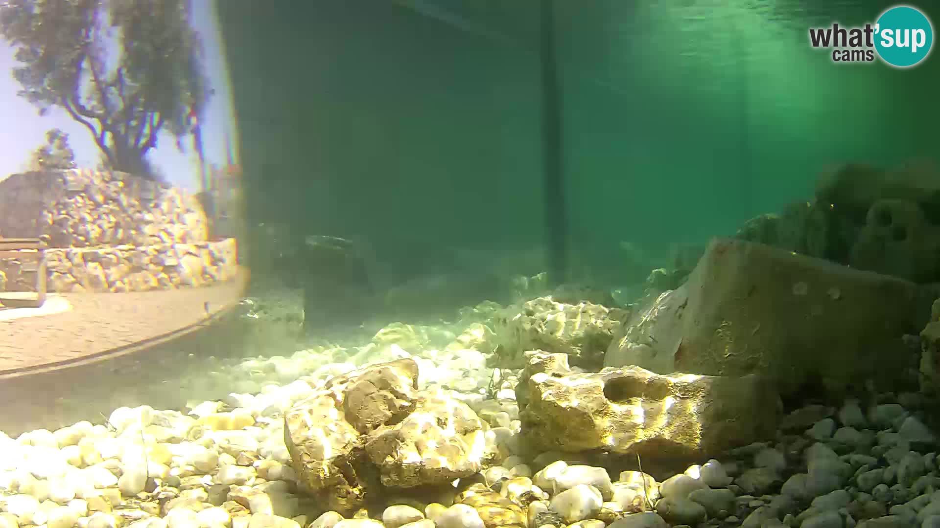 Webcam de l’aquarium marin extérieur de Rogoznica Croatie