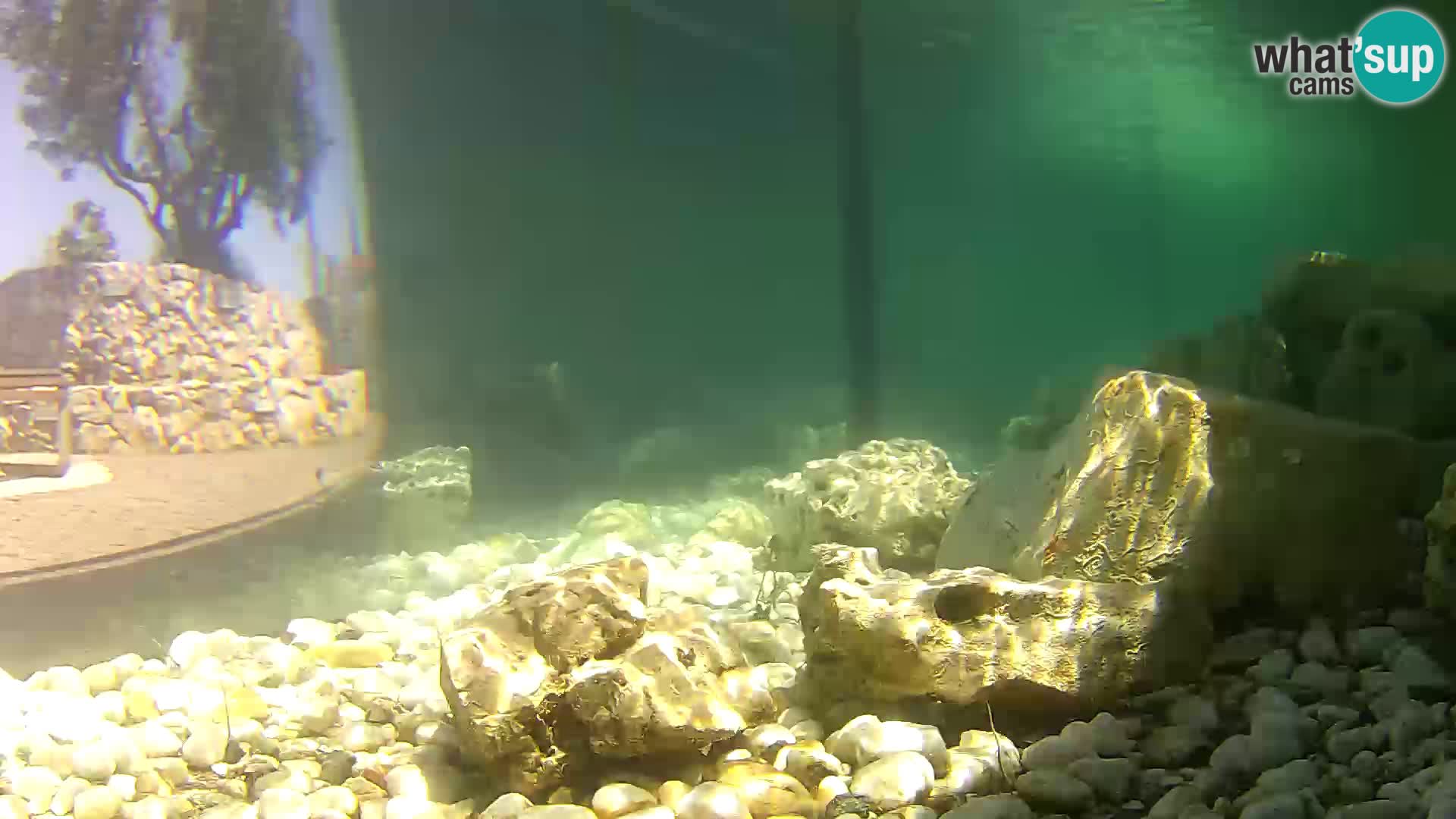 Zunanji morski akvarij Rogoznica spletna kamera Hrvaška