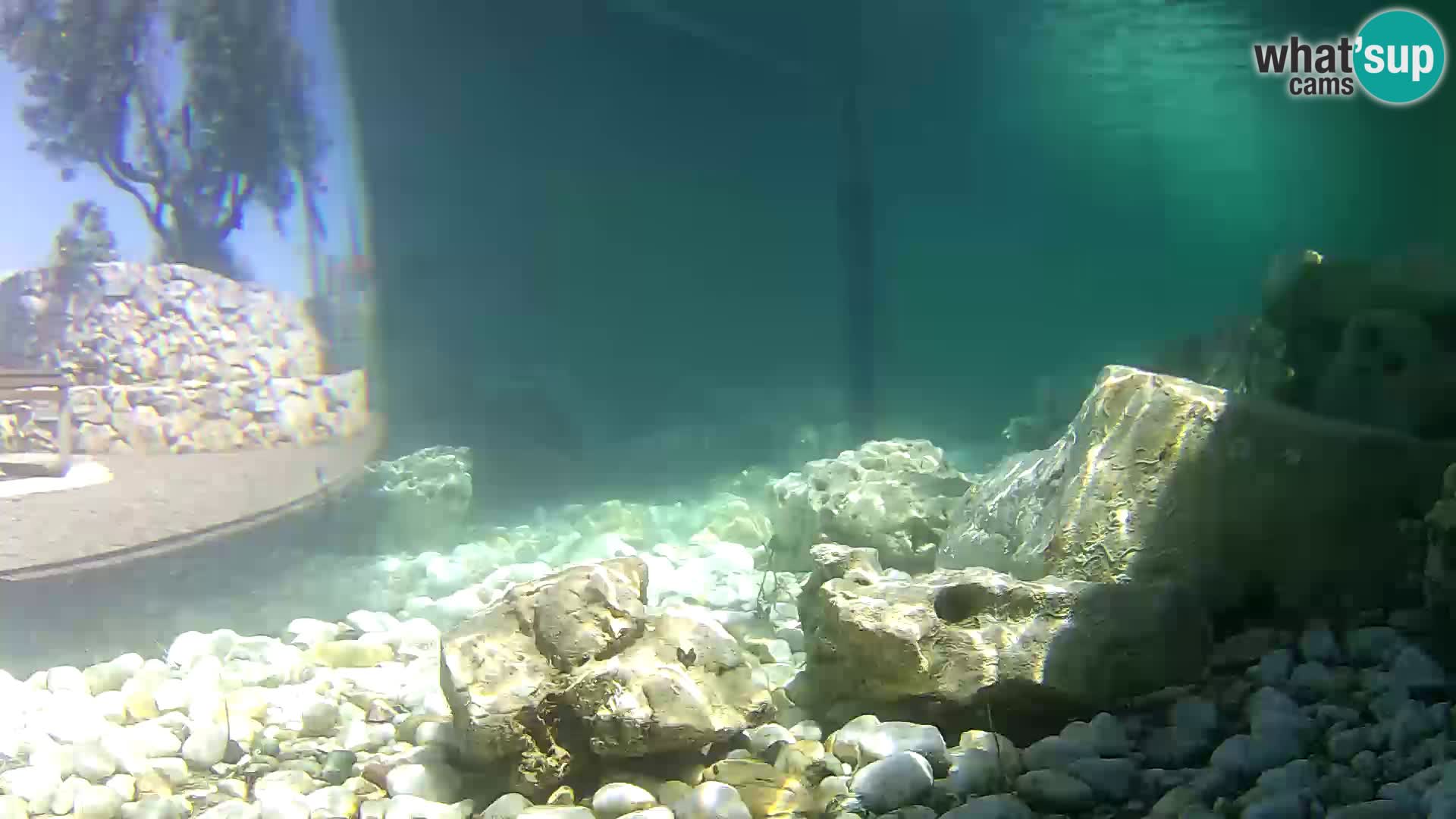 Zunanji morski akvarij Rogoznica spletna kamera Hrvaška