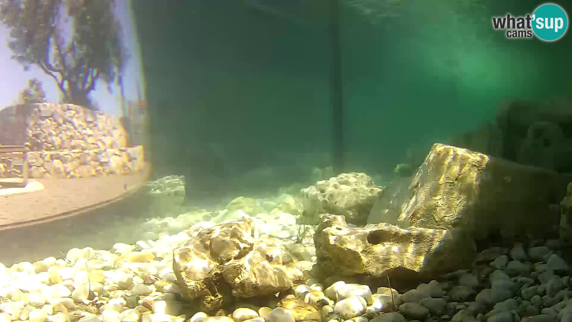 Aquario marino esterno –  Rogoznica livecam Croazia