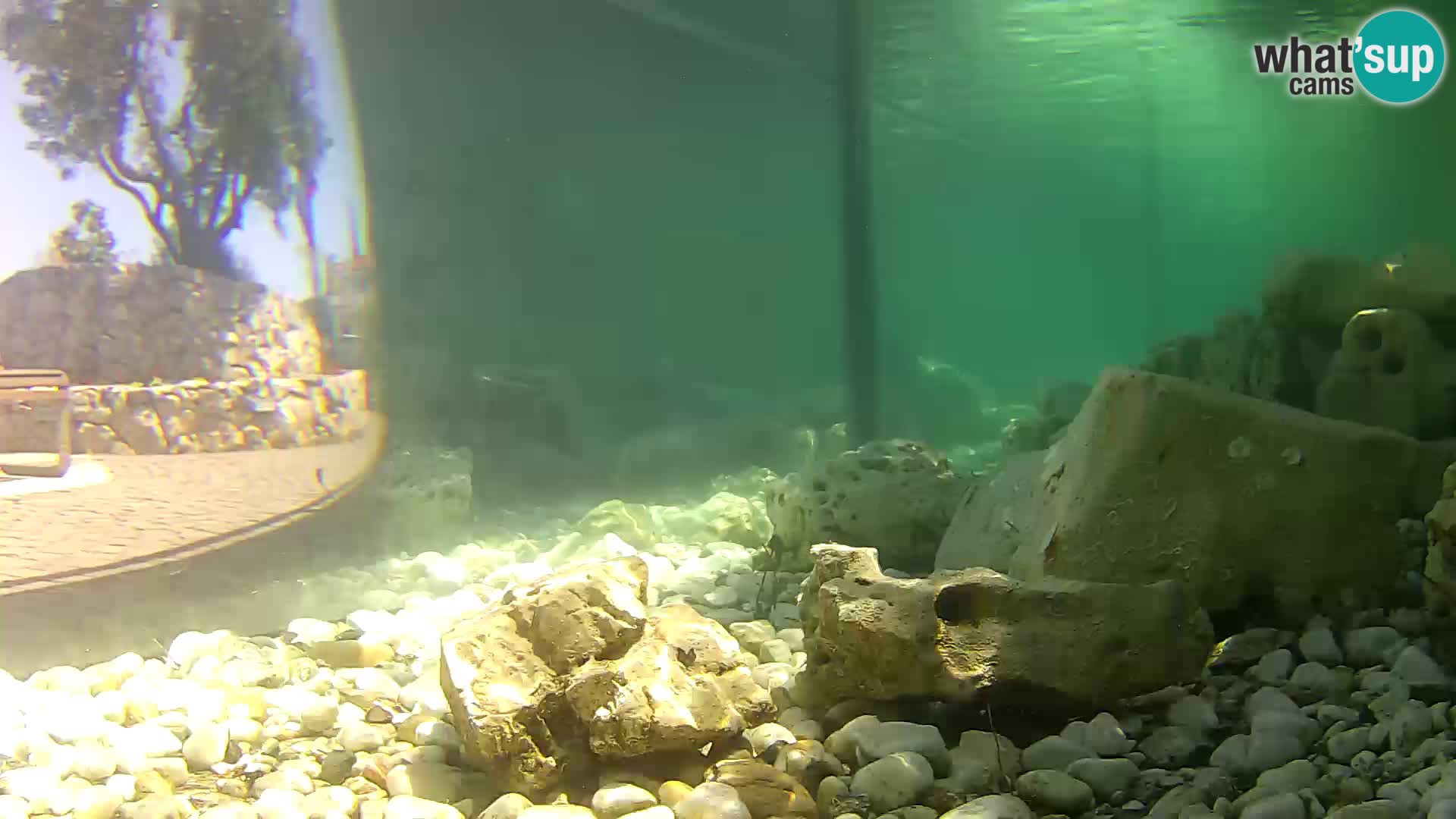 Webcam de l’aquarium marin extérieur de Rogoznica Croatie