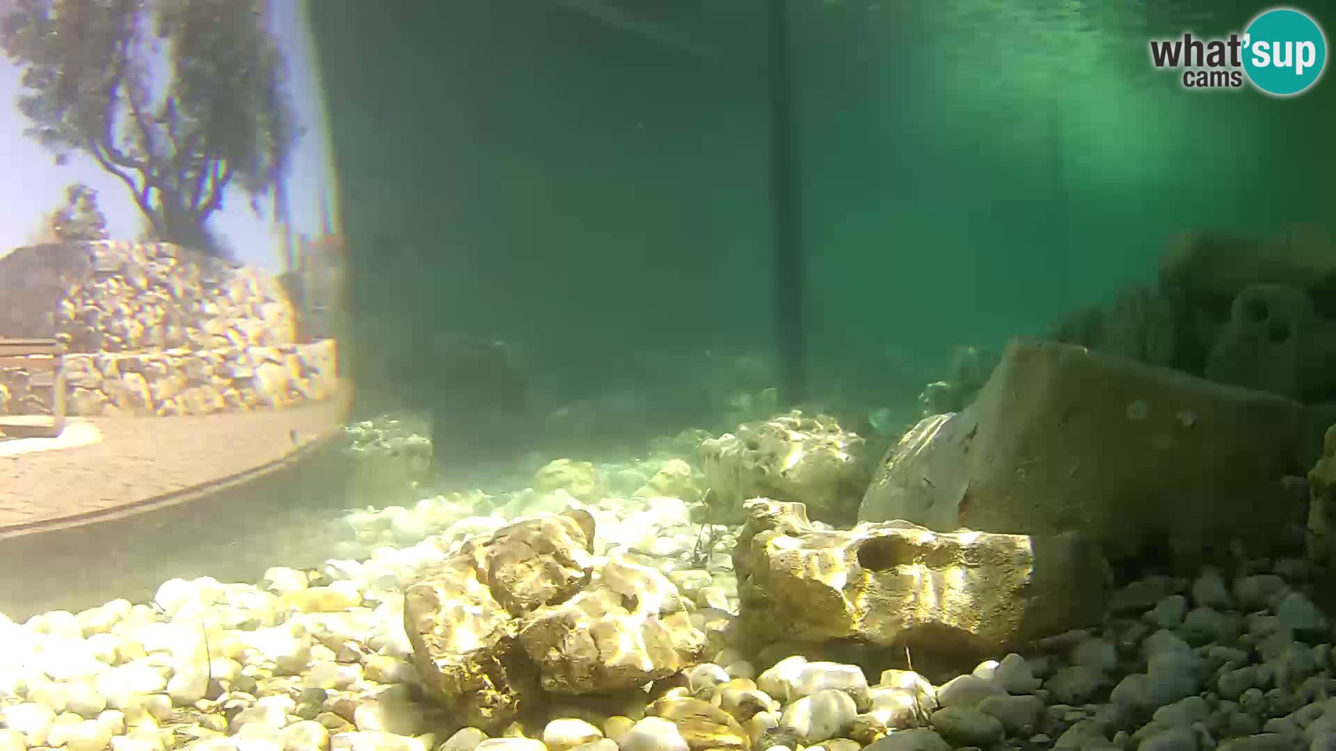 Zunanji morski akvarij Rogoznica spletna kamera Hrvaška