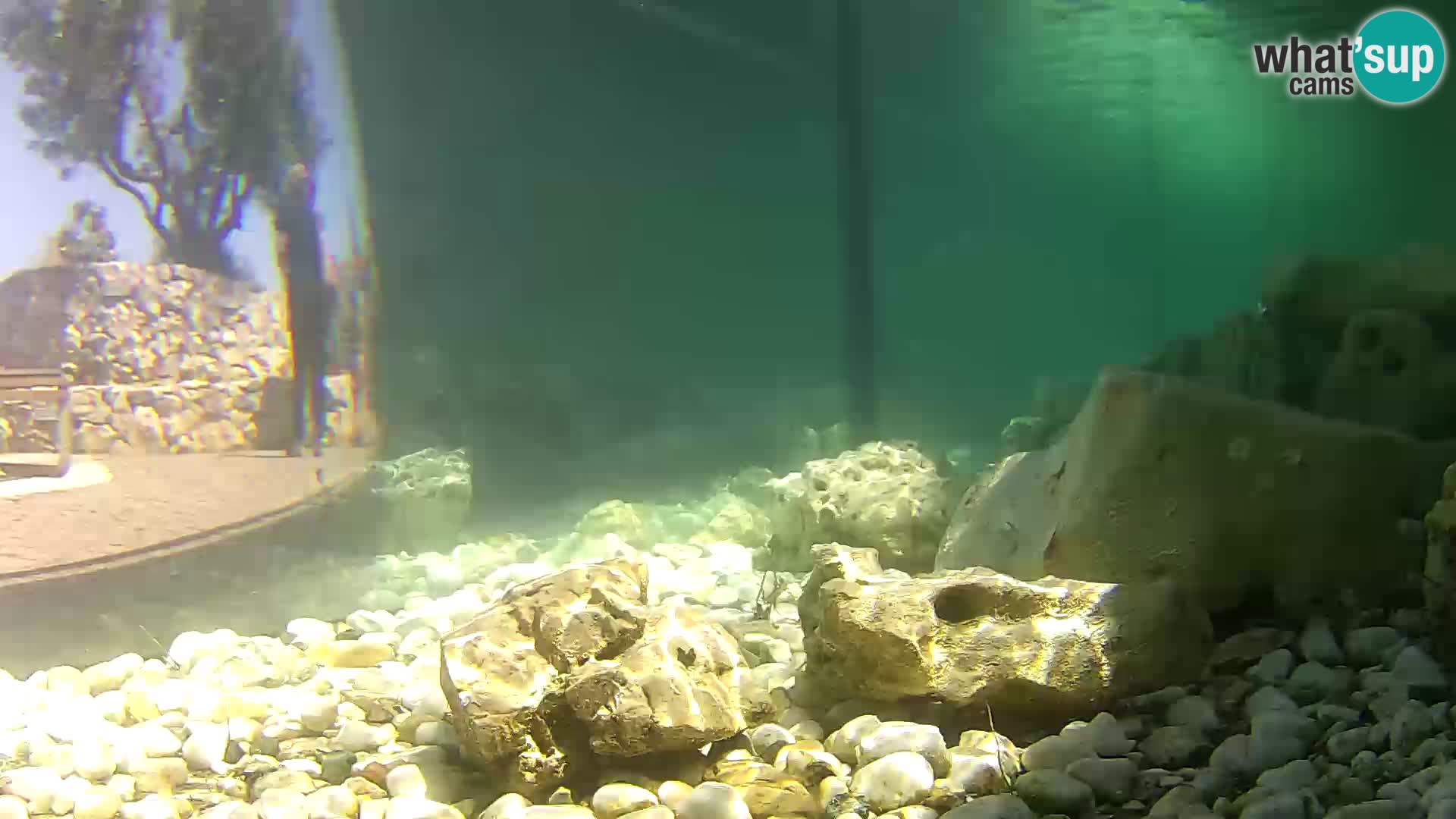 Zunanji morski akvarij Rogoznica spletna kamera Hrvaška