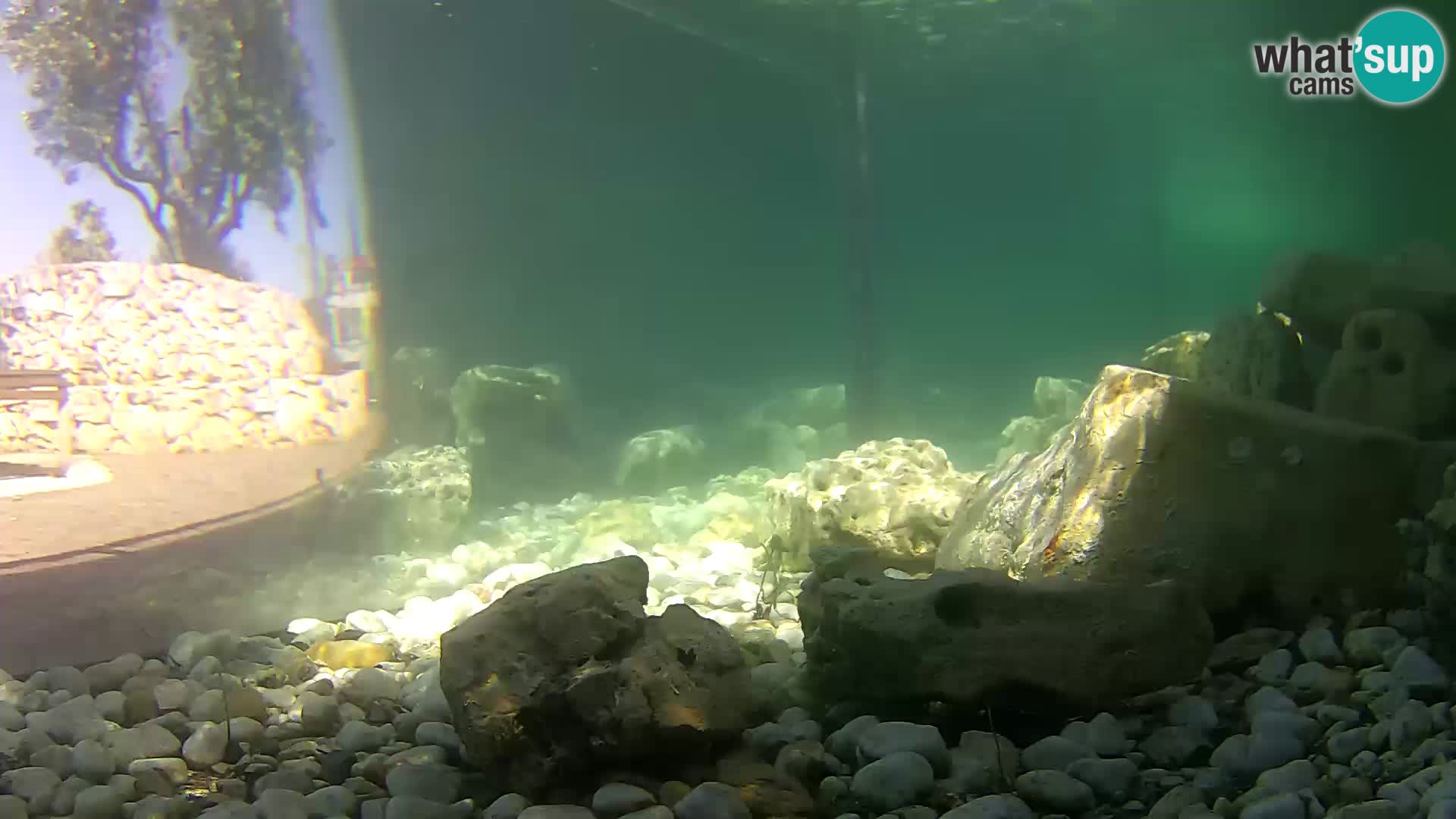 Acuario marino al aire libre Rogoznica webcam Croacia