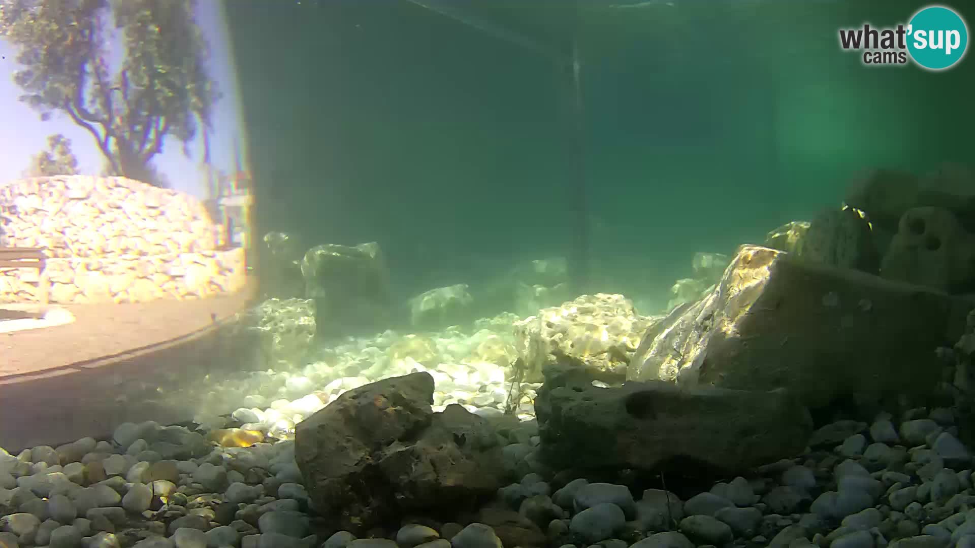 Acuario marino al aire libre Rogoznica webcam Croacia
