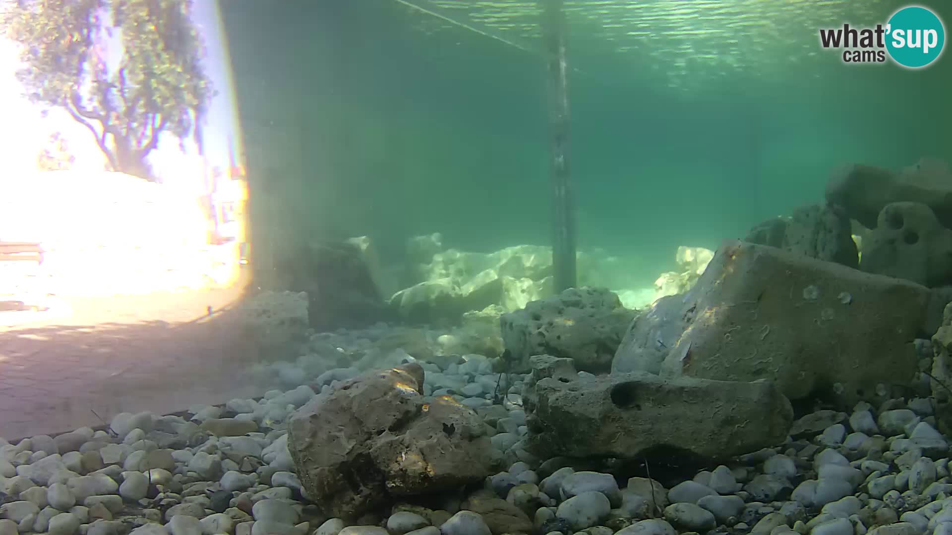 Zunanji morski akvarij Rogoznica spletna kamera Hrvaška