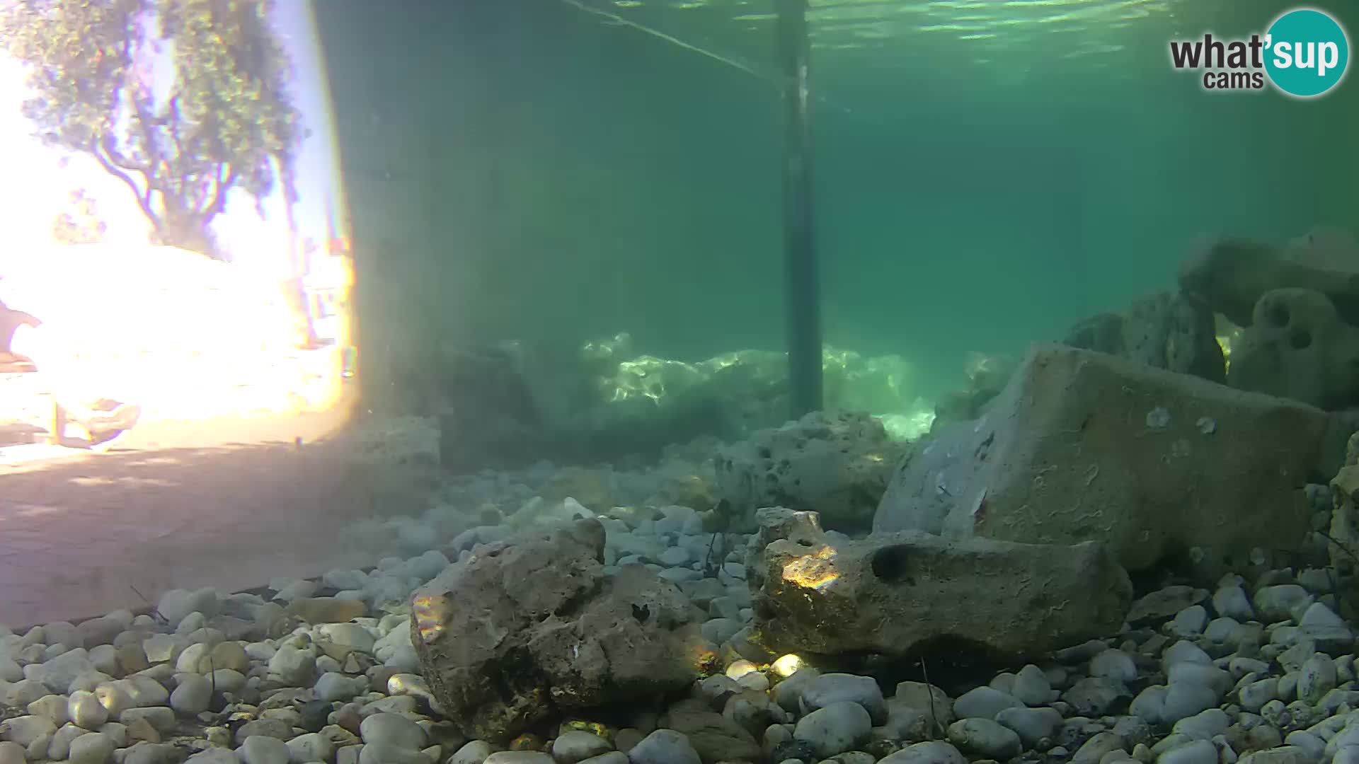 Acuario marino al aire libre Rogoznica webcam Croacia