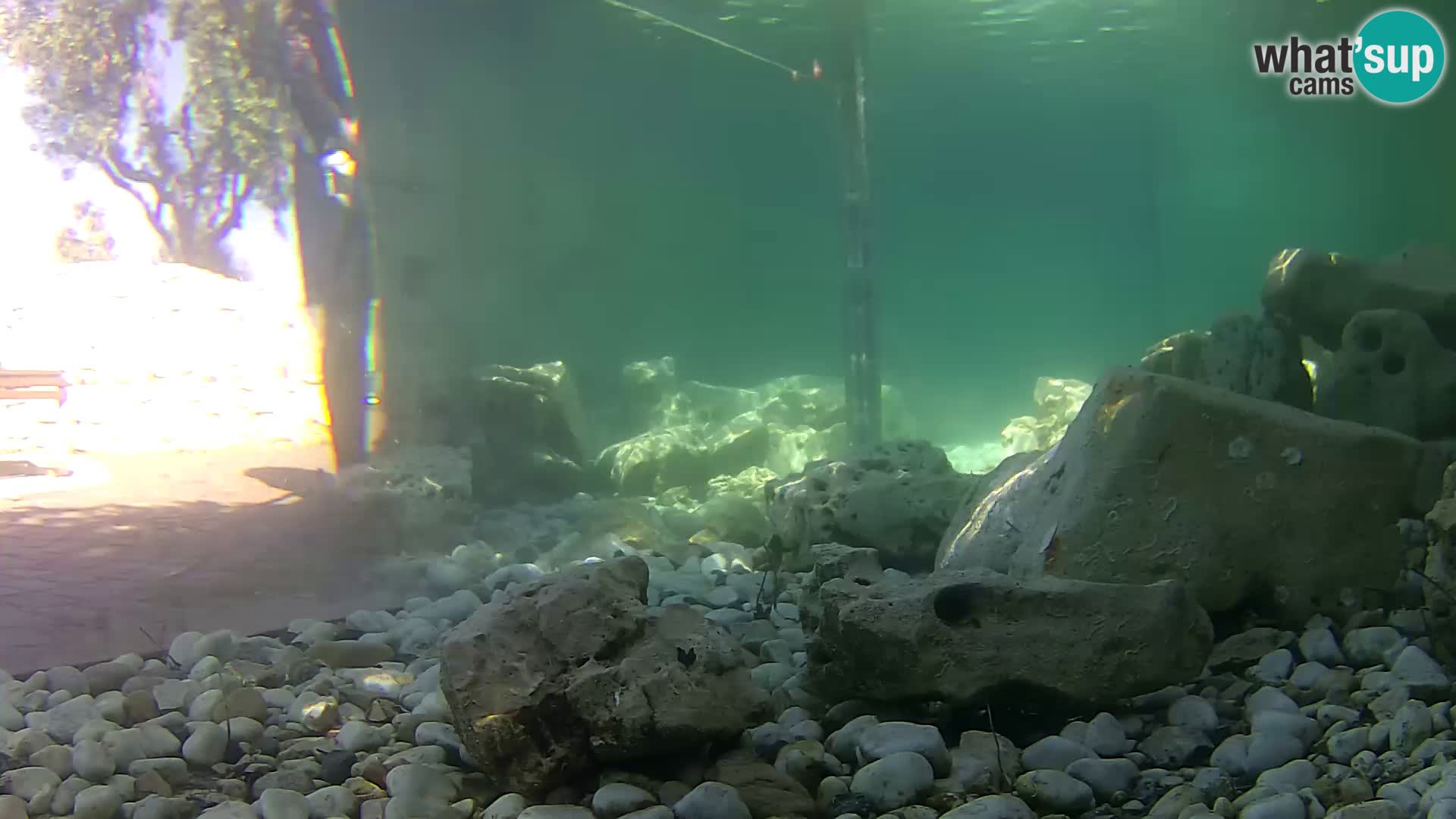 Aquario marino esterno –  Rogoznica livecam Croazia