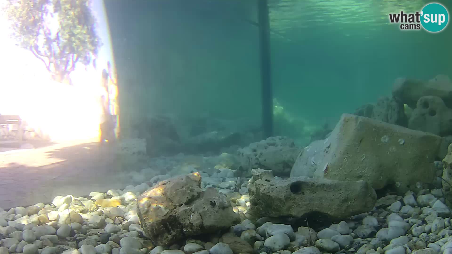 Acuario marino al aire libre Rogoznica webcam Croacia