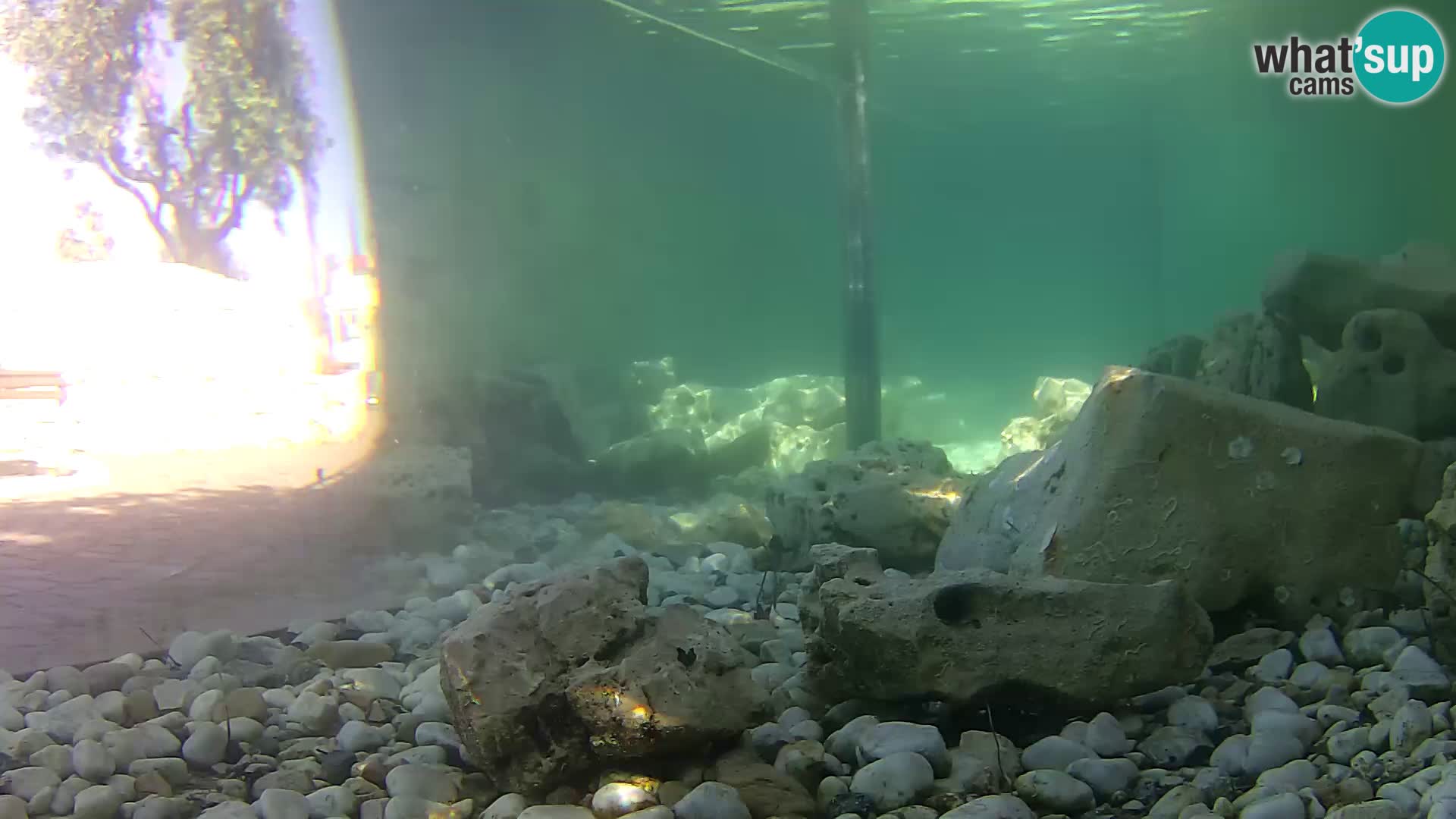 Aquario marino esterno –  Rogoznica livecam Croazia