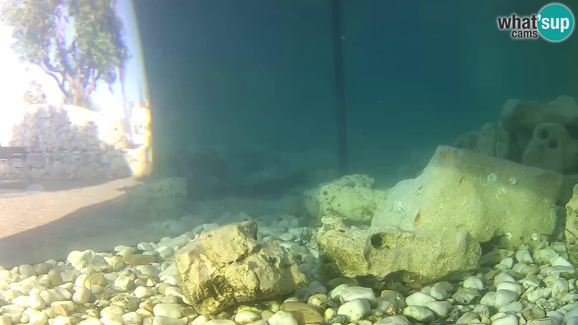 Acuario marino al aire libre Rogoznica webcam Croacia