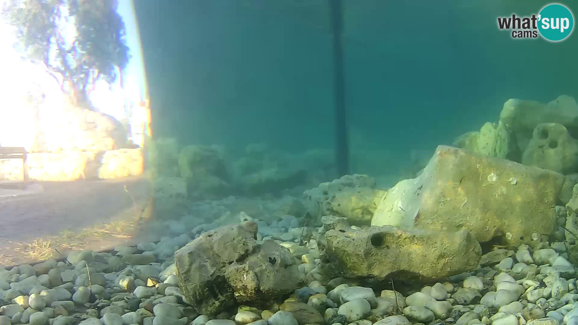 Acuario marino al aire libre Rogoznica webcam Croacia