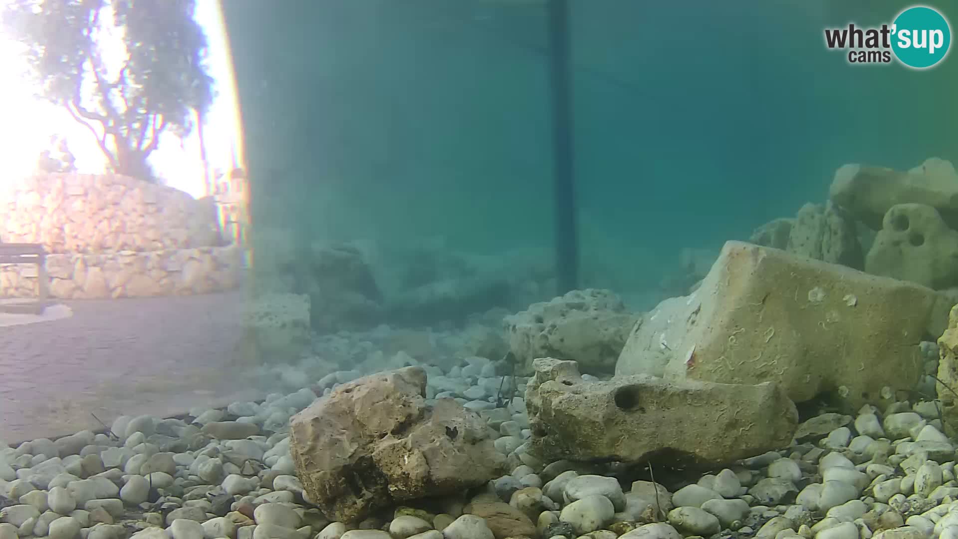 Acuario marino al aire libre Rogoznica webcam Croacia
