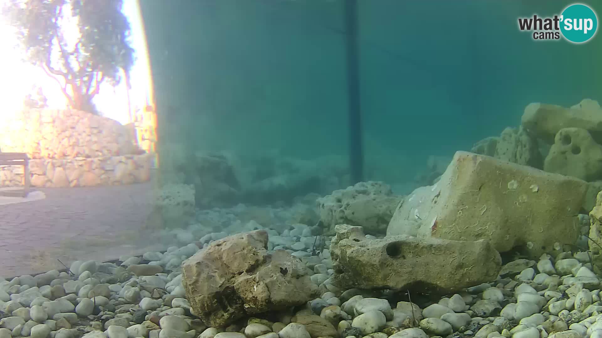Acuario marino al aire libre Rogoznica webcam Croacia