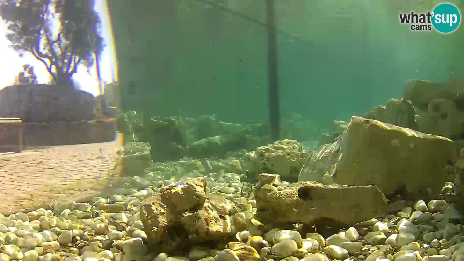 Webcam de l’aquarium marin extérieur de Rogoznica Croatie