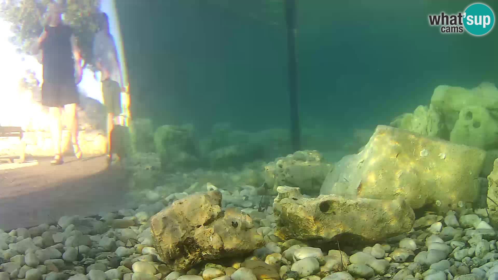 Acuario marino al aire libre Rogoznica webcam Croacia