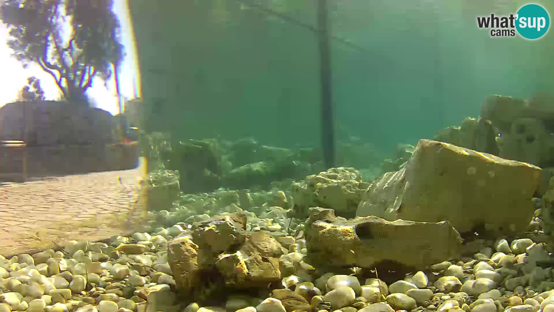 Acuario marino al aire libre Rogoznica webcam Croacia