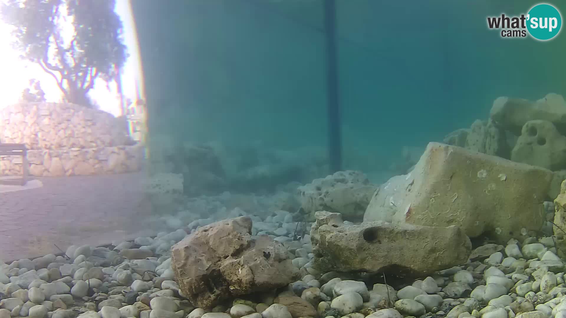 Acuario marino al aire libre Rogoznica webcam Croacia