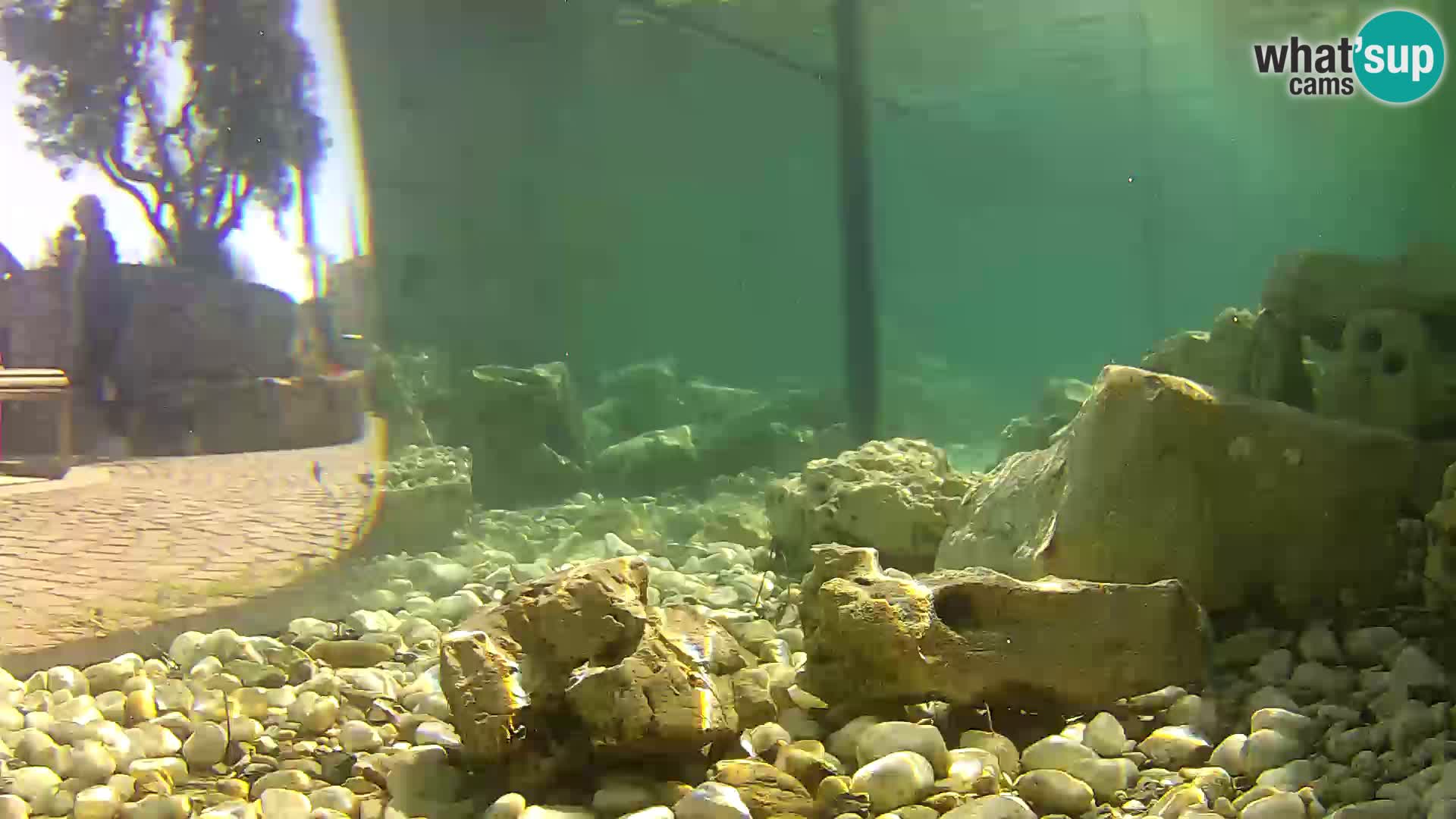 Aquario marino esterno –  Rogoznica livecam Croazia