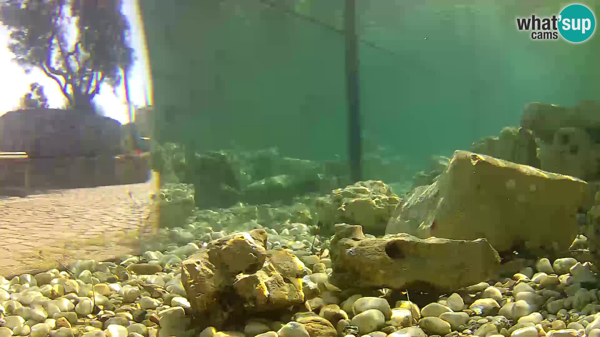 Zunanji morski akvarij Rogoznica spletna kamera Hrvaška
