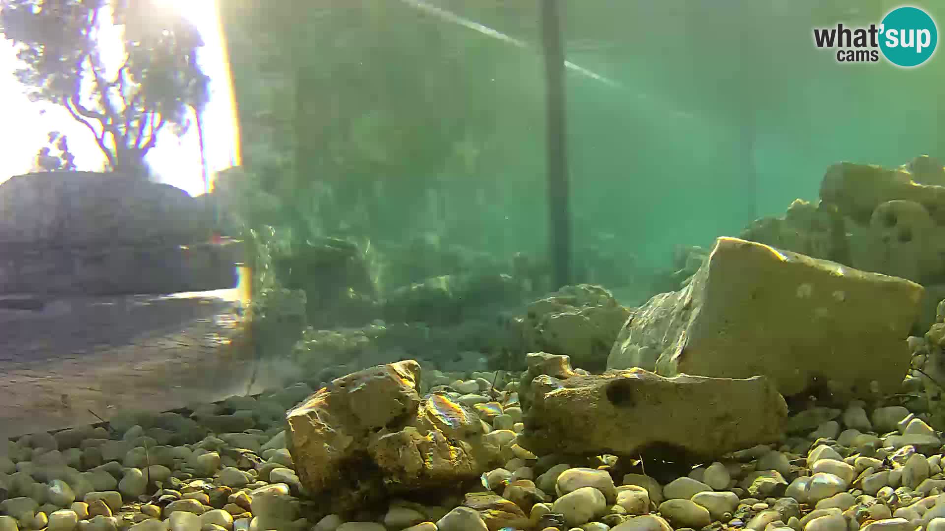 Acuario marino al aire libre Rogoznica webcam Croacia