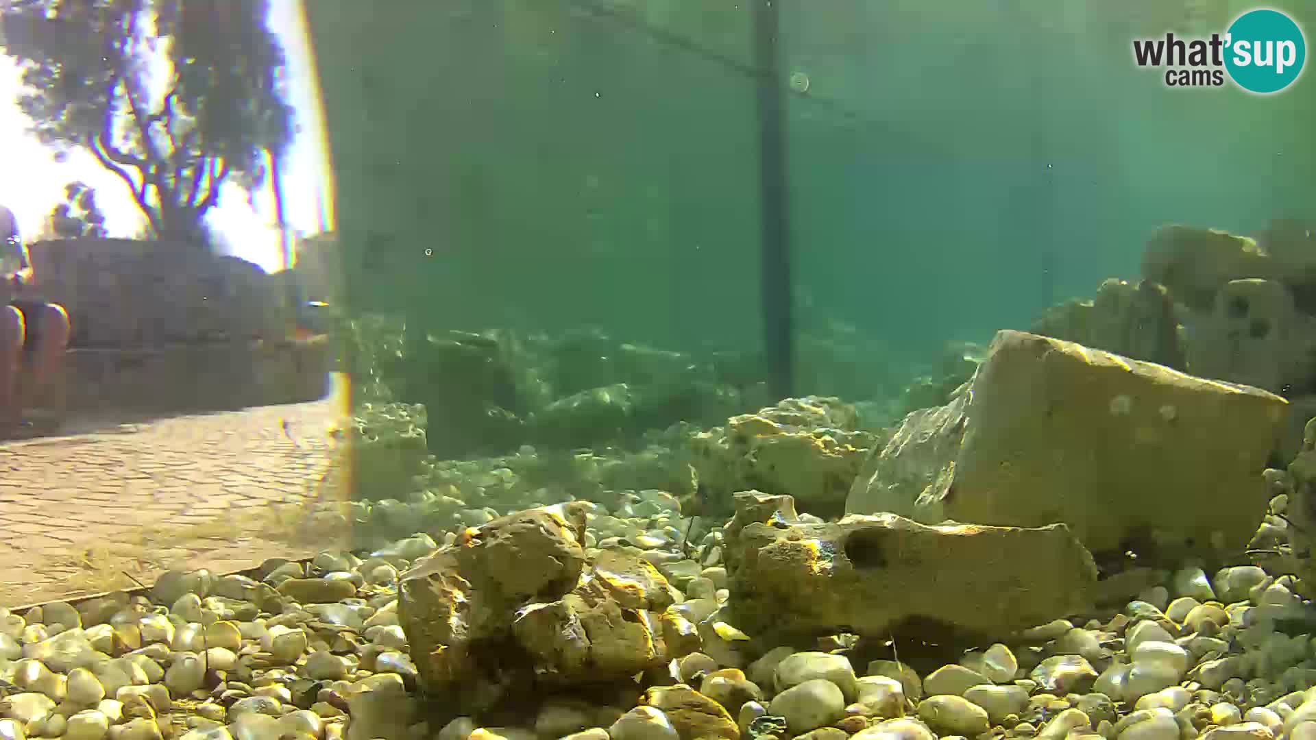 Acuario marino al aire libre Rogoznica webcam Croacia