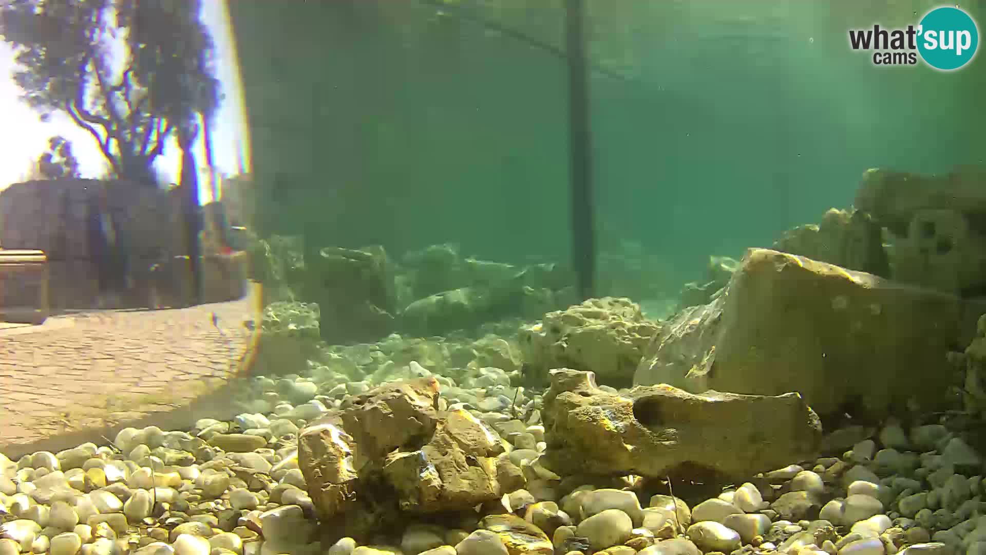 Marine Aquarium im Freien Rogoznica webcam Kroatien