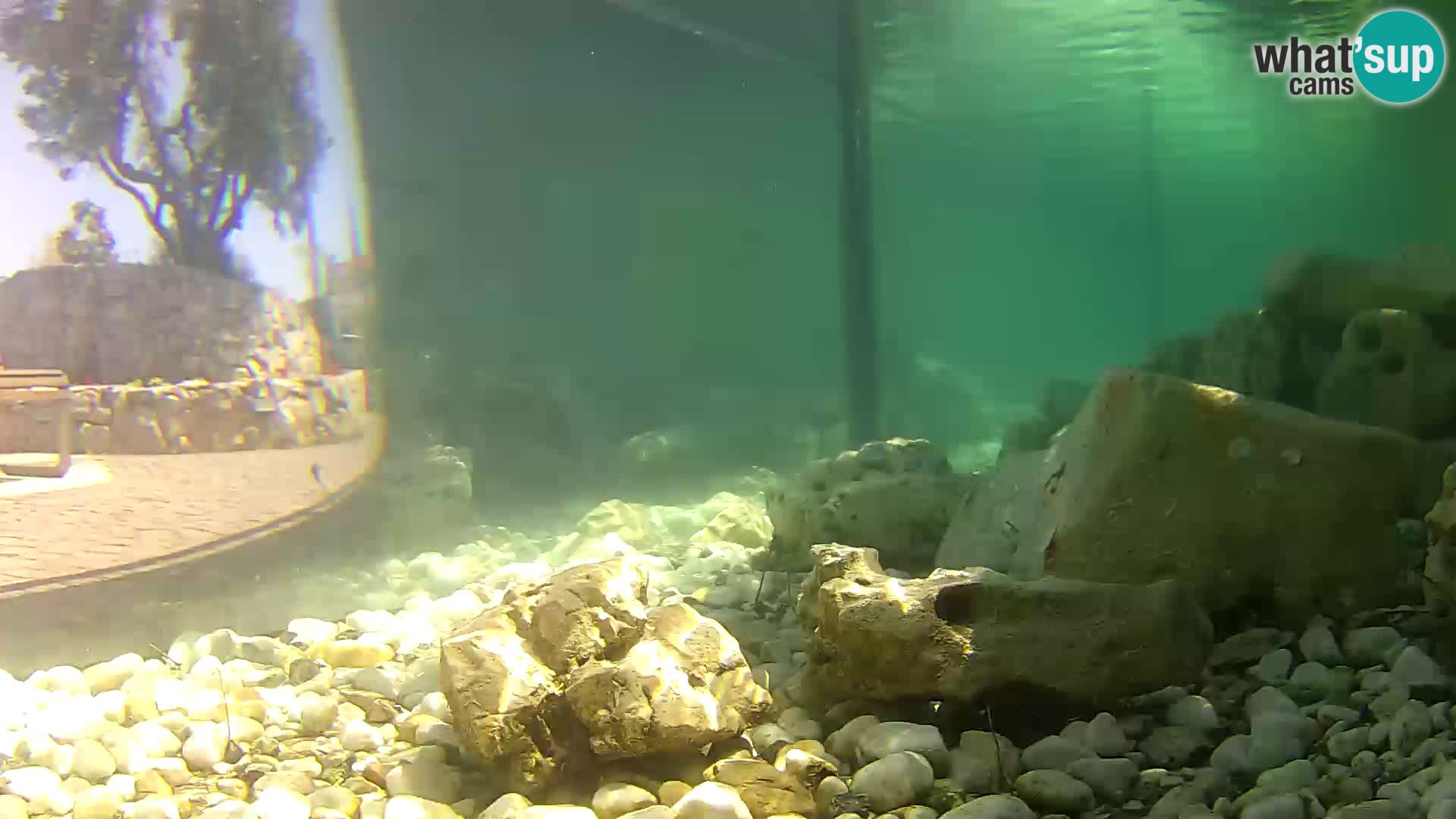 Outdoor Marine Aquarium Rogoznica webcam Croatia