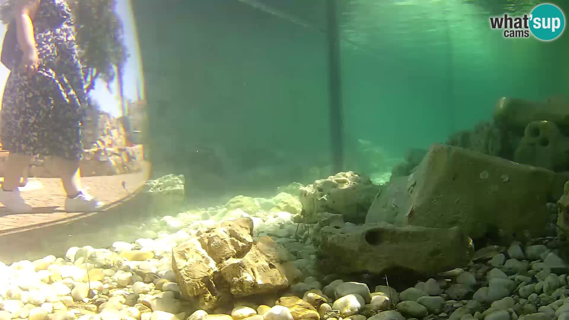 Aquario marino esterno –  Rogoznica livecam Croazia