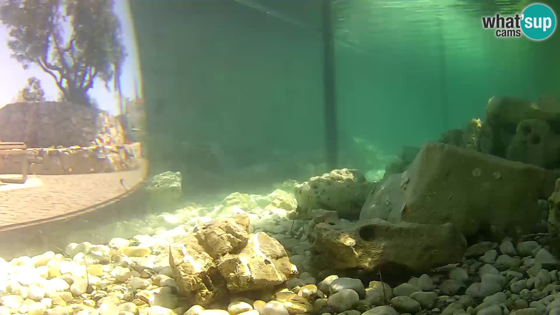Zunanji morski akvarij Rogoznica spletna kamera Hrvaška