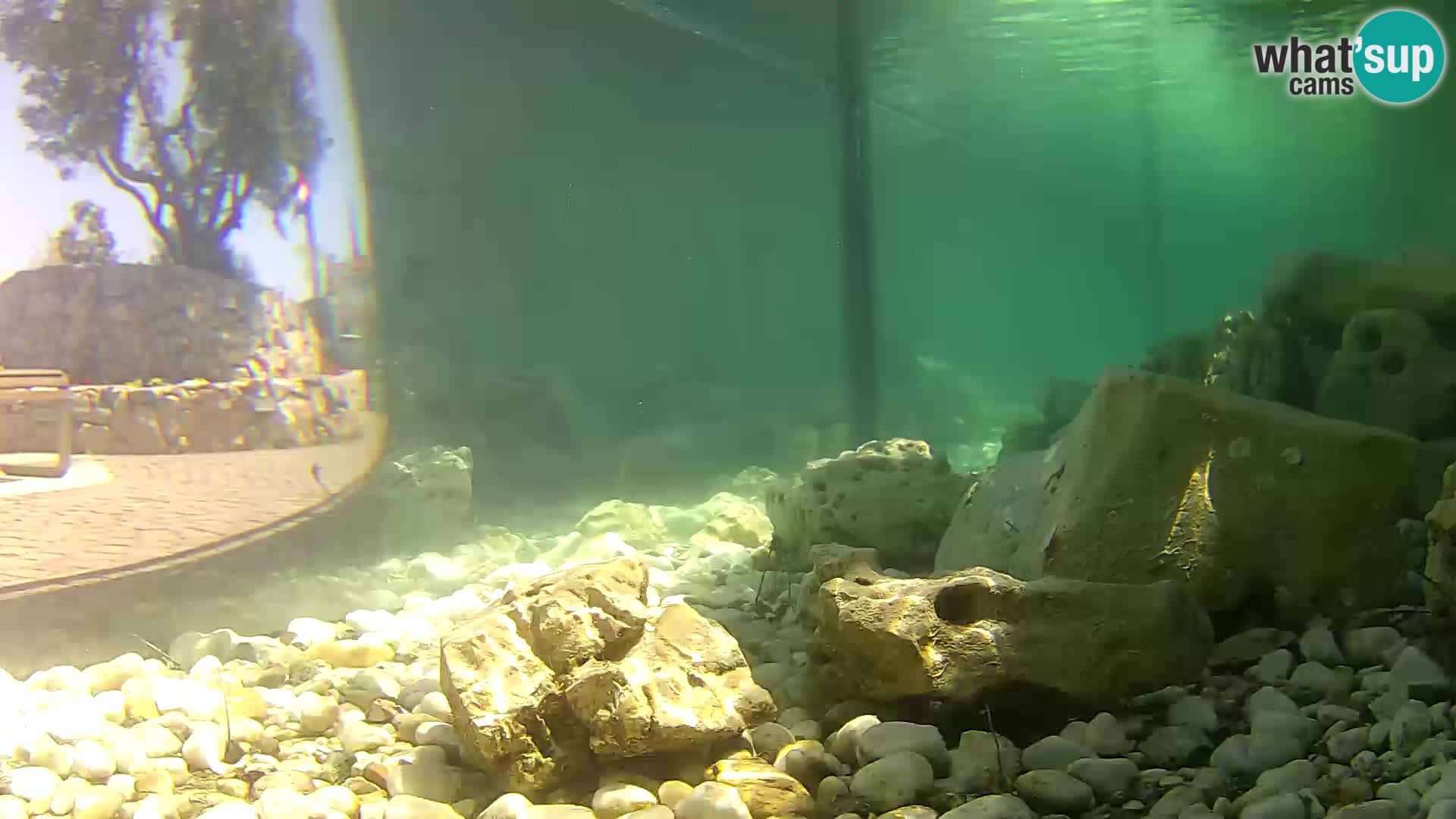 Zunanji morski akvarij Rogoznica spletna kamera Hrvaška