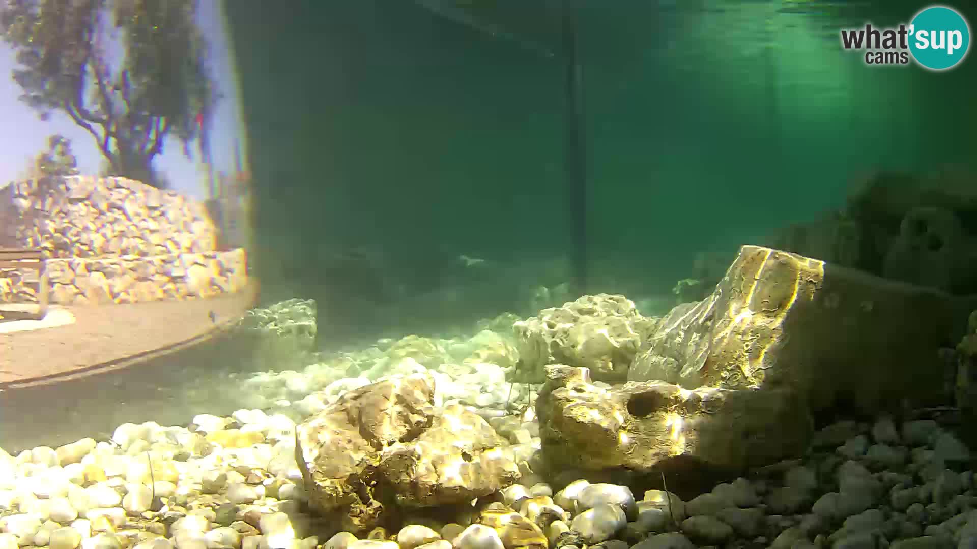 Webcam de l’aquarium marin extérieur de Rogoznica Croatie