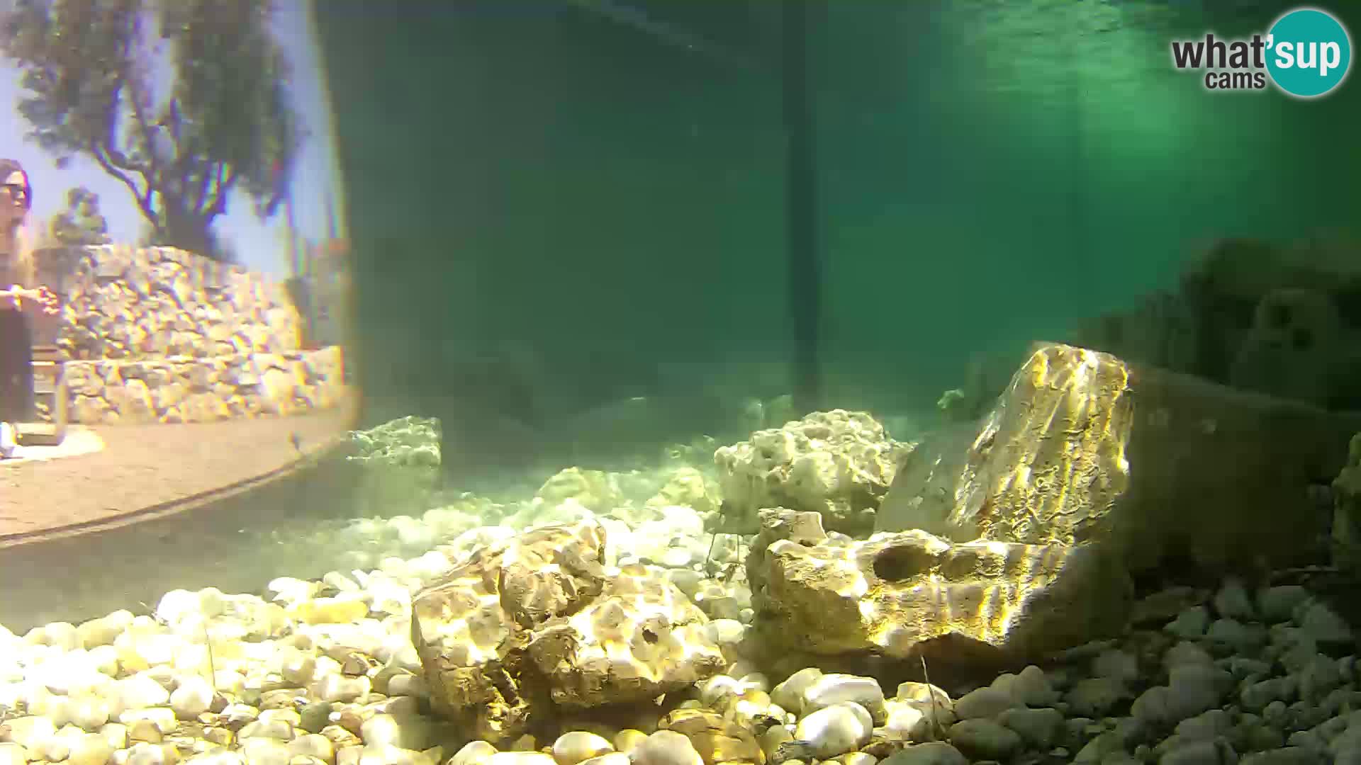 Acuario marino al aire libre Rogoznica webcam Croacia
