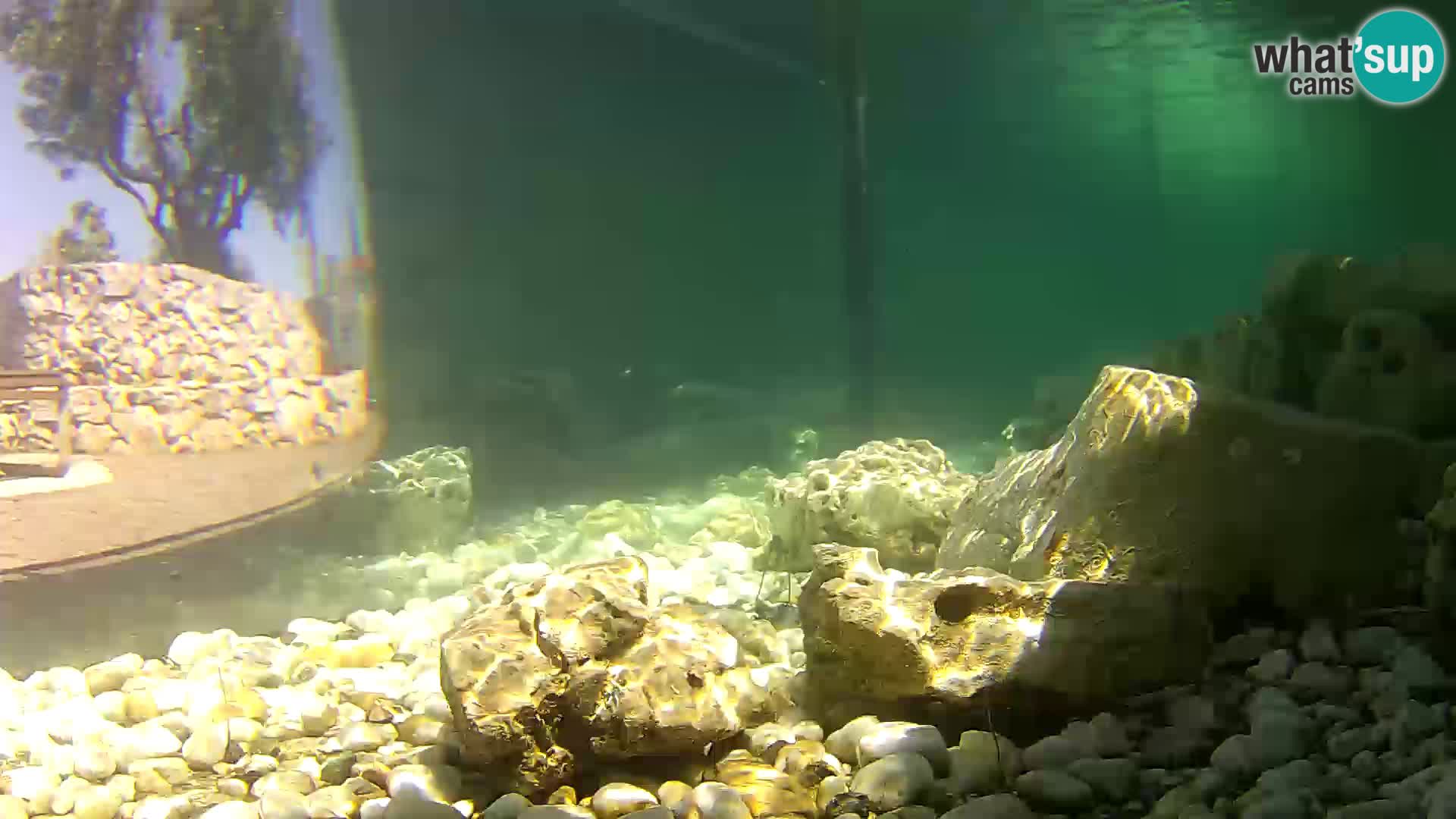 Outdoor Marine Aquarium Rogoznica webcam Croatia