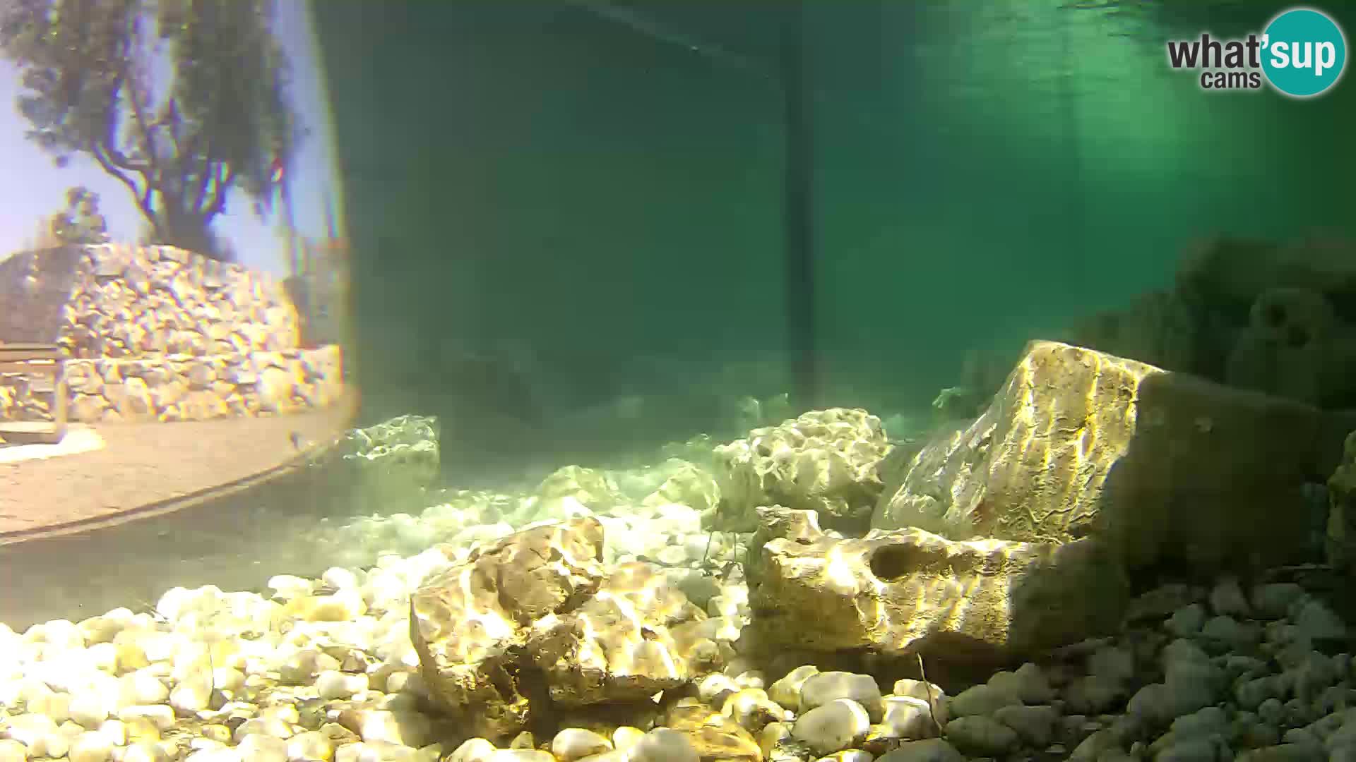 Outdoor Marine Aquarium Rogoznica webcam Croatia
