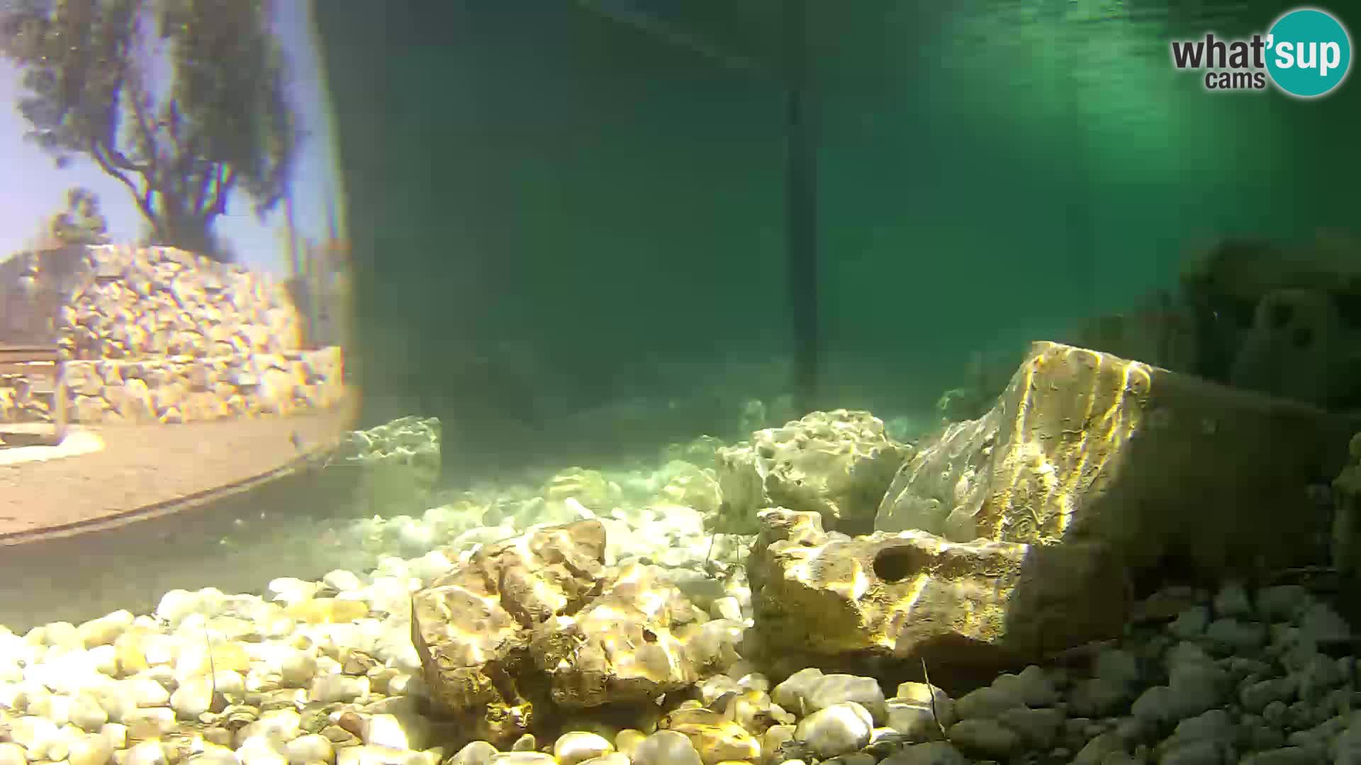 Outdoor Marine Aquarium Rogoznica webcam Croatia