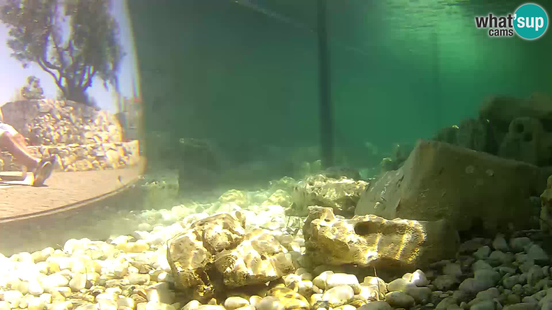 Outdoor Marine Aquarium Rogoznica webcam Croatia
